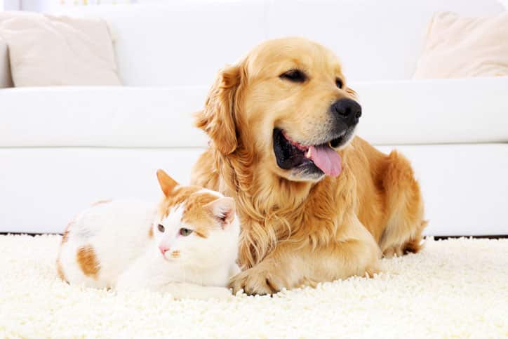 Dog and cat laying on carpet in front of couch.