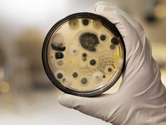A gloved hand holds a petri dish containing various colonies of bacteria and mold, reminiscent of what might be found on neglected floors or furniture, against a blurred laboratory background.