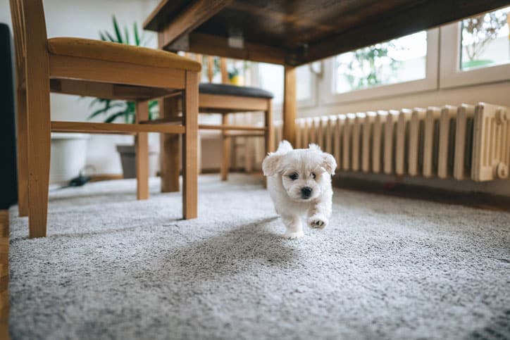 A small white puppy runs across a gray carpet in a cozy room, passing under a wooden table and chairs, with sunlight coming through windows—perfect for showcasing expert carpet cleaning and grape juice stain removal.