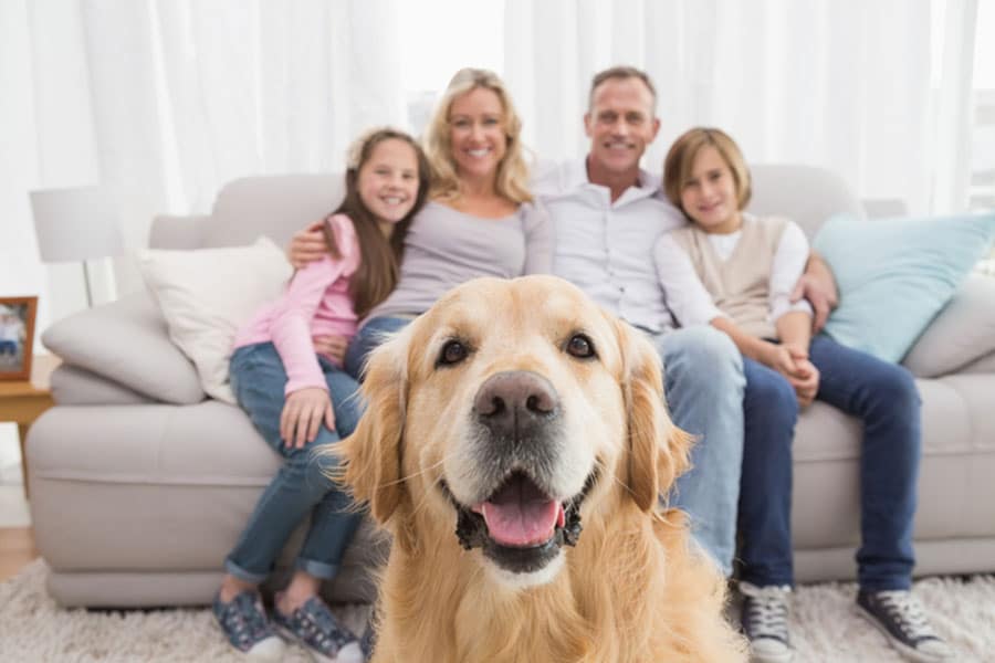 A golden retriever sits in the foreground, smiling at the camera, while a happy family of four relaxes on a couch in the background—perfectly highlighting the importance of upholstery care in a busy, pet-friendly home.