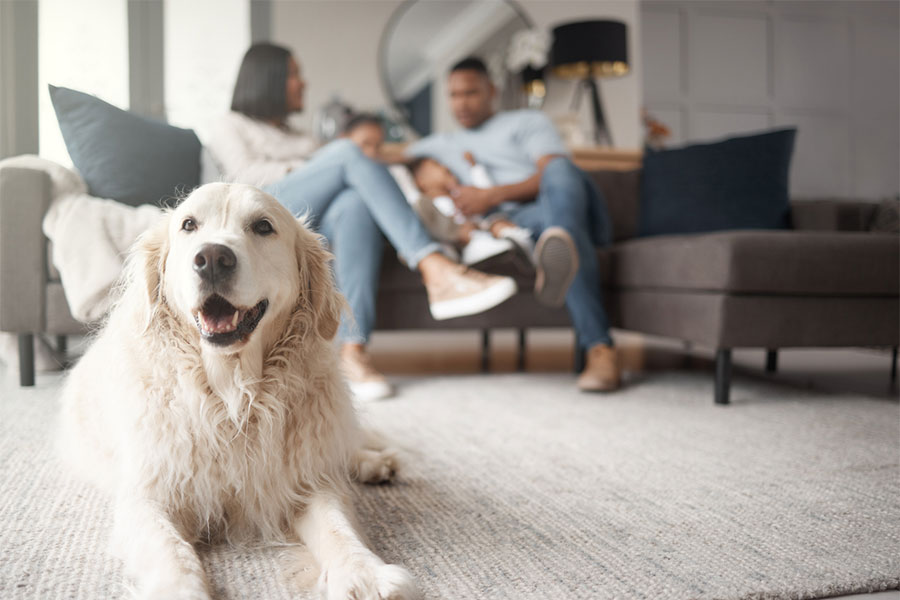 A golden retriever lies on a carpeted floor in the foreground, while a blurred family relaxes together on a couch in their cozy Detroit living room—freshly cleaned by a professional tile and grout cleaner.
