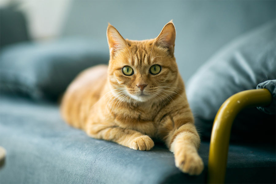 A ginger tabby cat with green eyes lies on a blue sofa, looking directly at the camera. One paw is stretched out in front, while the blurred cushion and armrest hint at a cozy spot—perfect for families mindful of cat dander and family health.