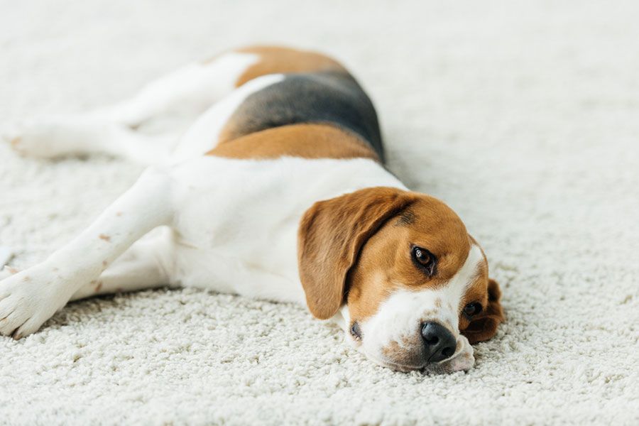 A tricolor beagle dog lies on its side on a white carpet, looking relaxed and gazing softly toward the camera—perfect for showcasing effective pet hair removal.